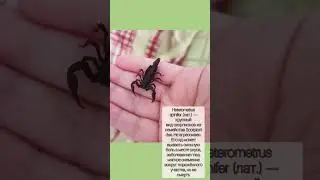 Heterometrus spinifer&nbsp; L2