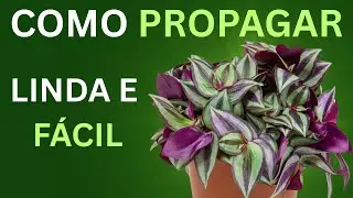 Como propagar esta planta maravilhosa?