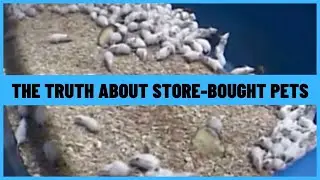 Why buying animals from pet stores does more harm than good