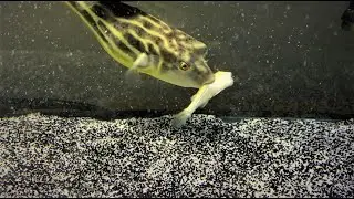 Predator Fish Feeding  * WARNING *  LIVE FEEDING