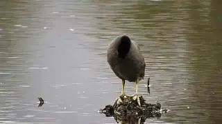 Fulica americana (American Coot - Focha, Tingua de pico amarillo) Humedal La Conejera