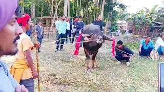 বাৰপূজীয়া ম'হ যুঁজত কেইটামান ভাল লগা ম'হ ❤️❤️