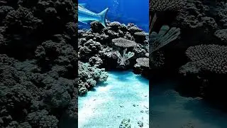 Giant Animal with Beautiful Life...! Hidden Wonders of the Ocean Floor 🐟🦀🦞🐋🎥 #memes #travel #quotes