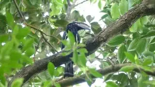 Trumpeter Hornbill calling