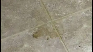 Benefits of Grout Colorsealing