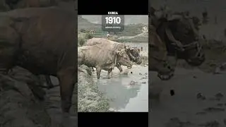 Korea in 1910 #colorized #historical #oldfootage