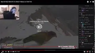 XQC Says WE GO AGANE