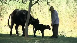 Kisbivaly sz&uuml;letett a Cset&eacute;nyi Parkban (Halasmedia - 2017.06.20.)