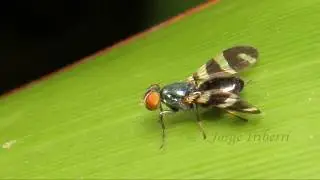 Euxesta sp