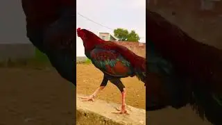 Aseel patha #aseel #birds #aseellovers #chicken #aseelmurga #rooster