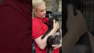 Stray Cat Suffers From Painful & Infected Abscess On Top Of Her Head