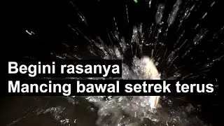 Pakai Umpan Ini Mancing Harian Bawal Setrek Terus Sampek Capek Tangan