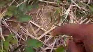 moving leaves