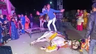 Horse Dance at Marriage 1 | Shadi wala Ghoda | शादी में घोड़े का डांस 1 | शादी वाला घोड़ा #horsedance