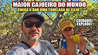 É MUITO GRANDE! O MAIOR CAJUEIRO DO MUNDO DÁ UMA TONELADA DE CAJU - PASSEIO TOP EM NATAL - RN #Vlog