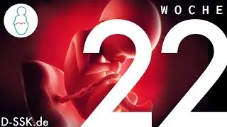 22. SSW / 22. Schwangerschaftswoche ✪ D-SSK.de