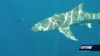 Experts: Sharks are misunderstood