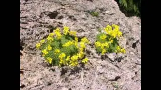 ДРАБА,  или  КРУПКА  (DRABA)  сем. Крестоцветные