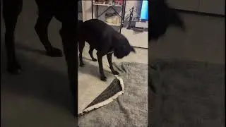 3 факта #боксеры #собака #нора #немецкий боксер #топ1 #boxerdog
