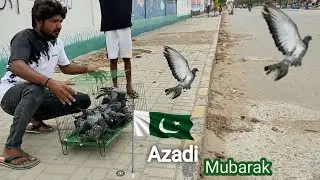 Releasing pigeons 🐦 on independence day | village life | pets vlog