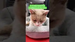 5 Reasons Why You Should Foster a Cat