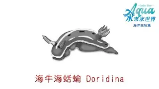 《汆來水世界》海牛海蛞蝓 Doridina | 海洋生物篇 (5)