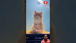 clean cat 😺 kitten 🐾🐈 #cat #pets #cats #catvideos #youtubeshorts