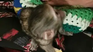 Patricia learns she's safe at Monkey Helpline Rehabilitation Centre.
