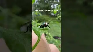 Common Green Bottle Fly