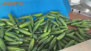 JC SORT Cucumber Sorting & Packing Line &ndash; Fast, Clean, Precise