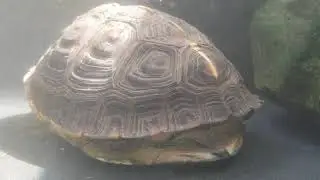 Cuora flavomarginata Waterland enclosure update