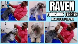 RAVEN YORKSHIRE TERRIER BEAUTIFUL FUR CUT & BATH MAINTENANCE AT PET SPA  SIVAKASI/DOG GROOMING TAMIL