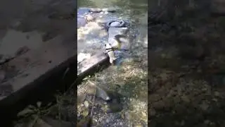 El ataque del cocopug