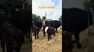THE THREE CUTE CALVES || BELTED COW AND ANGUS