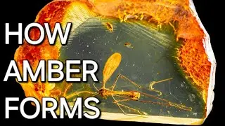 HOW AMBER FORMS 📚
