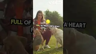 Golden Retriever Puppy's Best Day Ever! 🐶🎉 | Heartwarming Puppy Adventure
