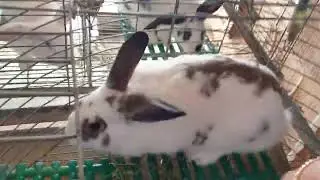 الحلقة 23# ما هي سلالة الأرانب المتوفرة في المزرعة الصغيرة 🐇⁉️ أسرار خطيرة 😵