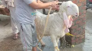 aggressive goat meeting watch full video #youtube #viral