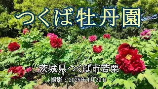 つくば牡丹園 [4K] Tsukuba Peony Garden