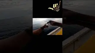 Ikan sultan #mancing #fishing #jiging #jigging #belitung #belitong #lakibinifishing #sengaksquad