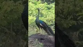 Peacock||Peafowl Bird video||Amazing video of Peacock||#shorts #peacock #peafowl