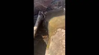 Tiny bumblebee catfish caught climbing waterfalls