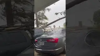 Wind blows down tree #tree #wind #satisfying #oddlysatisfyingvideo #fyp #asmr #usa