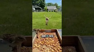 Trying to Befriend Crows: Planning a Backyard Bird Hangout