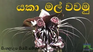 From One Pot to a Stunning Cluster! Bat Flowers Growing Wild in Sri Lanka