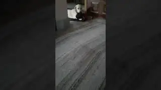 Lebrador Dog Playing With Cloth