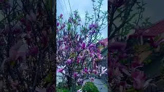 Цветущее дерево #дерево #природа #магнолия #пятигорск #кмв #цветы #цветущиецветы #ветви #весна