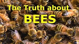 The Truth About Bees: are they Aggressive?