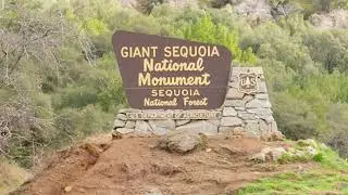 Sequoia Dec 31 24 short
