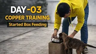 Preparing a protection dog from scratch 